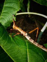 Stiphra robusta