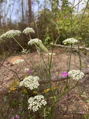 Angelica dentata