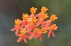Asclepias lanceolata
