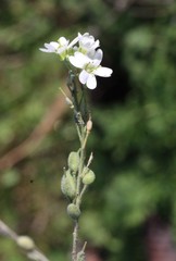 Lepidium sativum