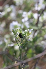 Lepidium sativum