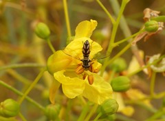 Allograpta piurana