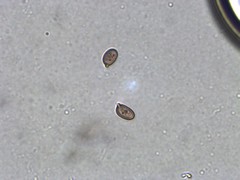 Agaricus depauperatus