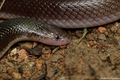 Atractaspis bibronii