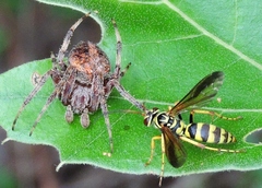 Poecilopompilus interruptus