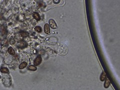 Agaricus depauperatus