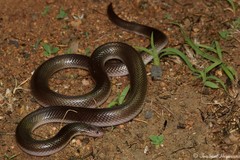 Atractaspis bibronii