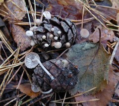 Baeospora