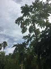 Carica papaya image
