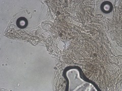 Agaricus depauperatus