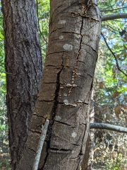 Phytophthora ramorum