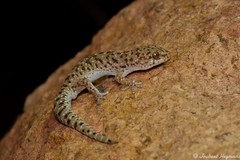 Pachydactylus capensis