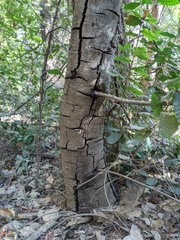 Phytophthora ramorum