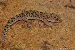 Pachydactylus capensis