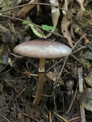 Leucoagaricus roseilividus