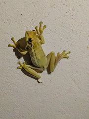 Trachycephalus mesophaeus