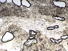 Agaricus depauperatus