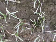 Periophthalmus modestus