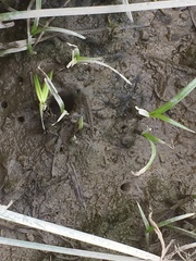 Periophthalmus modestus