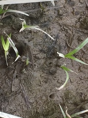 Periophthalmus modestus