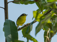 Todirostrum poliocephalum