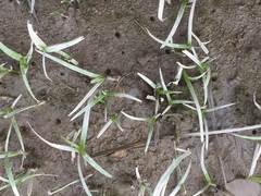 Periophthalmus modestus