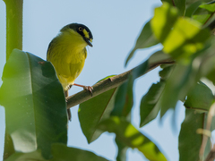 Todirostrum poliocephalum