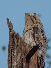 Caprimulgiformes
