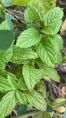 Mentha spicata