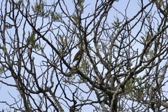 Prodotiscus regulus