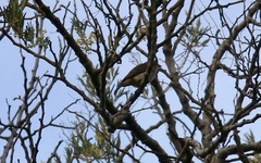 Prodotiscus regulus