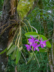 Cattleya harrisoniana