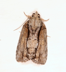 Etanna clopaea