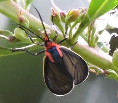 Ctenucha