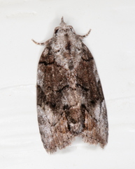 Etanna clopaea