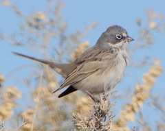Sagebrush Sparrow photo 5