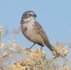 Sagebrush Sparrow photo 4