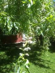 Salix babylonica tortuosa