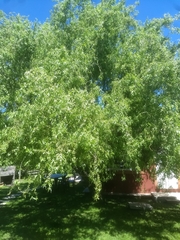 Salix babylonica tortuosa