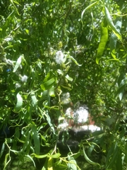 Salix babylonica tortuosa