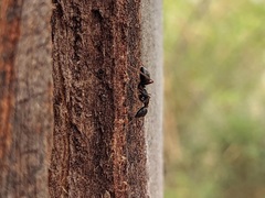 Camponotus