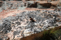 Serinus alario
