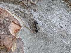 Camponotus