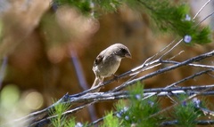 Crithagra leucoptera