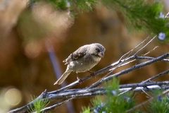 Crithagra leucoptera