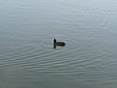 Fulica atra