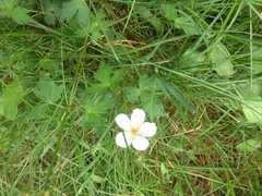 Geranium californicum