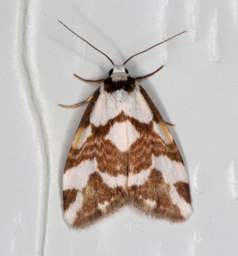 Thallarcha staurocola Meyrick, 1886