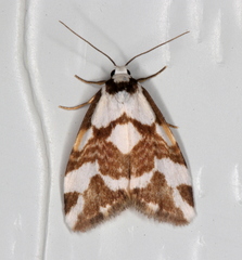 Thallarcha staurocola