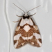Thallarcha staurocola - Photo (c) Victor W Fazio III, some rights reserved (CC BY-NC), uploaded by Victor W Fazio III